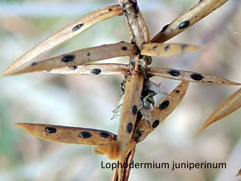 Lophodermium juniperinum-amf2071.jpg
